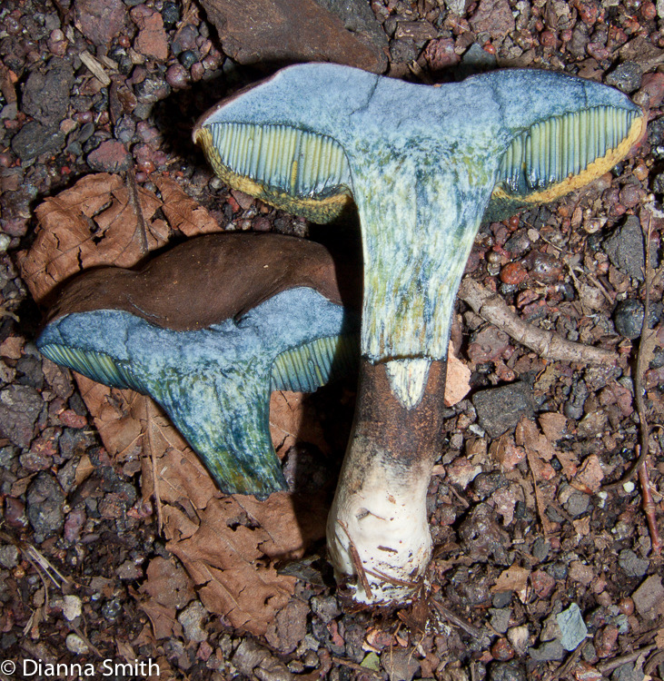 Cyanoboletus pulveruventus (Boletus pulverulentus)  9717