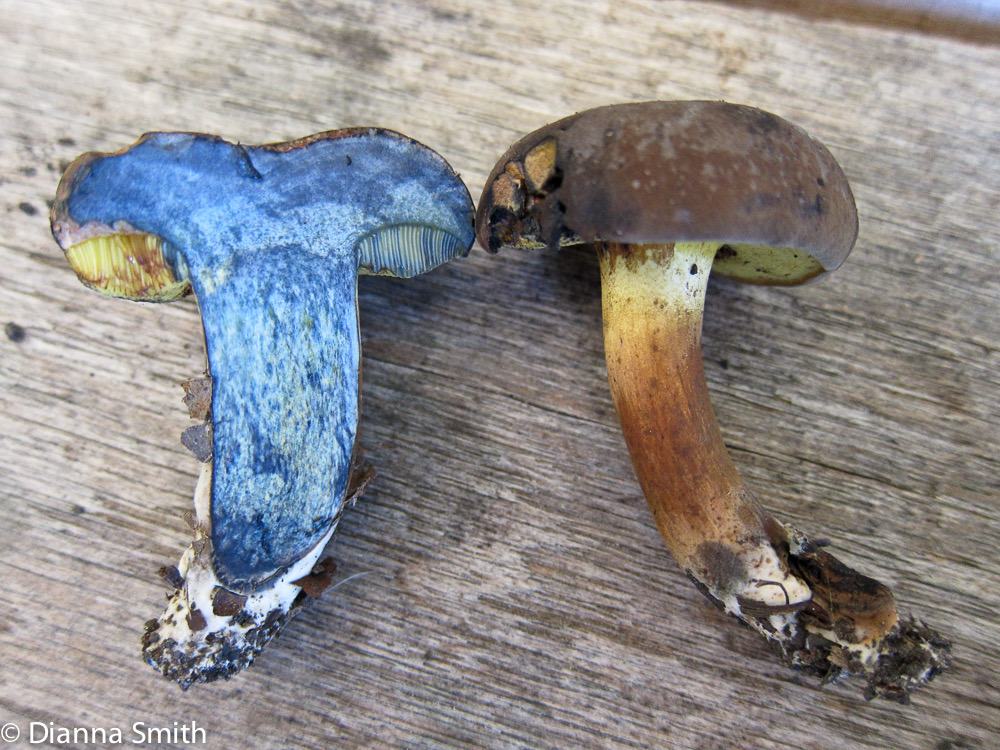 Cyanoboletus pulveruventus (Boletus pulverulentus)  1829