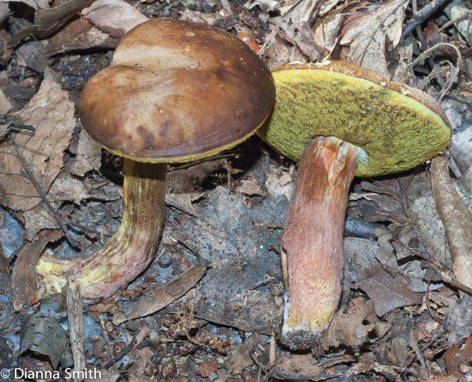 Leccinum rubropunctum (Boletus rubropunctus)03130
