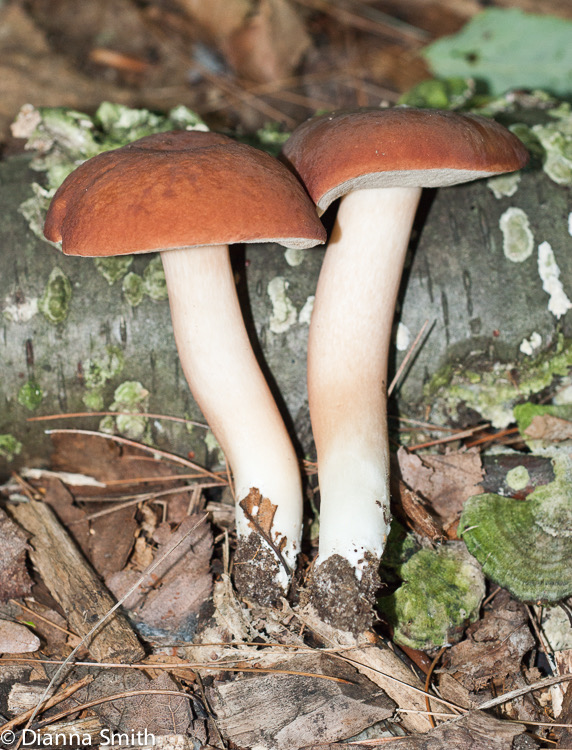 Xanthoconium separans01191