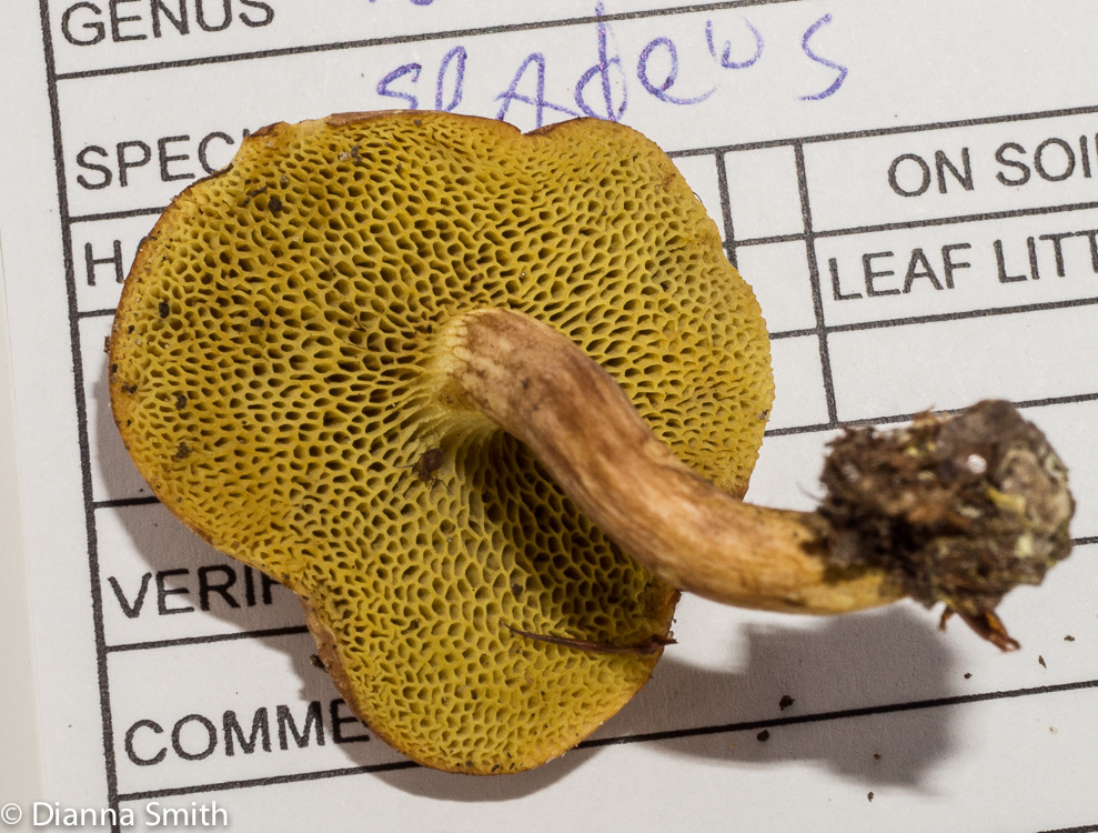 Boletus spadaceus02686