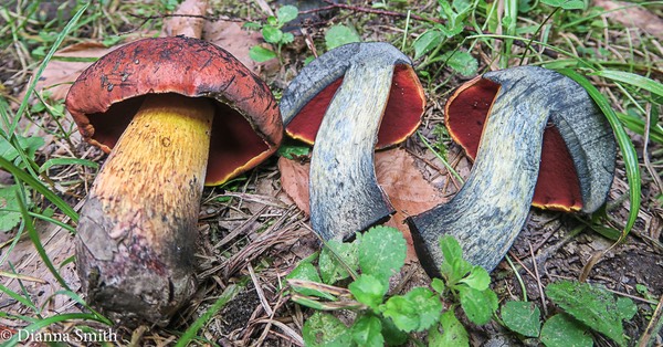 Boletus subluridellus 0930