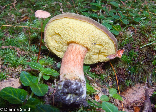 Boletus subtomentosus3009