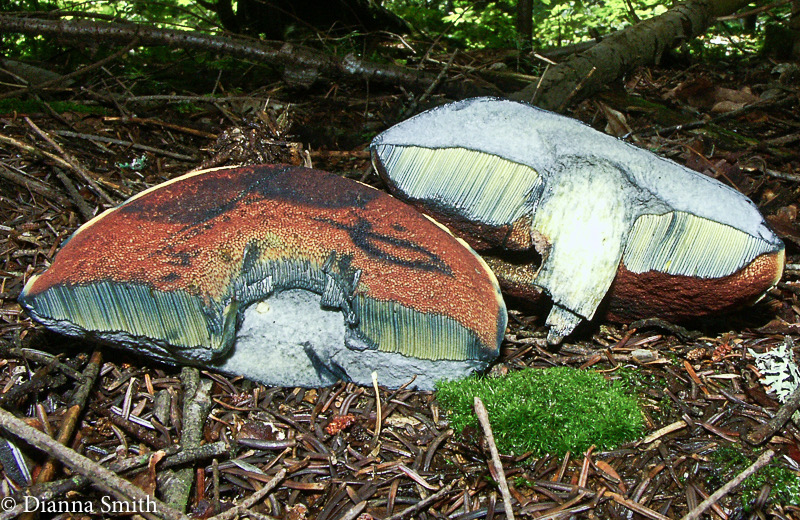 Boletus subvelutipes, Suilliellus subvelutipes 1739