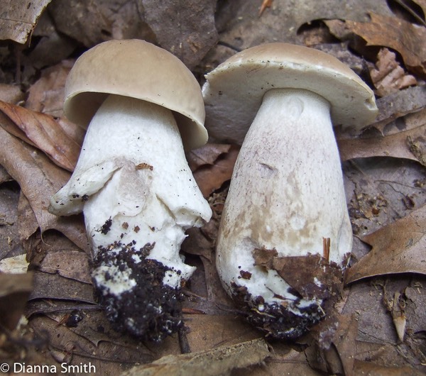 Boletus variipes2299