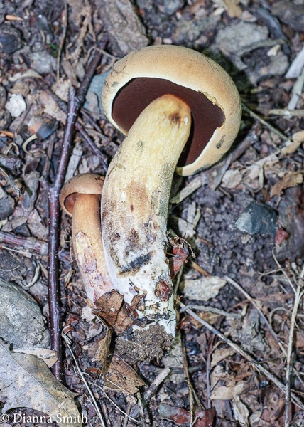 Boletus vermiculosoides 00635