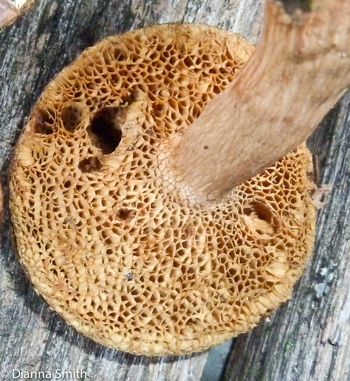 Bothia castenellus1010040