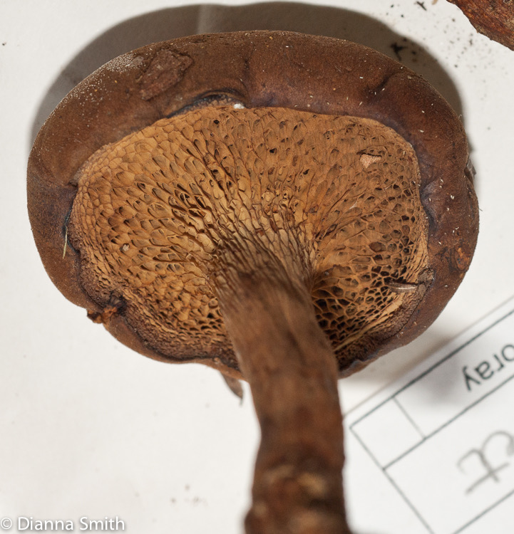 Bothia castanellus01289