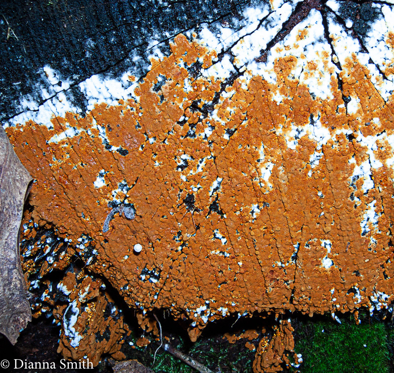 Botryobasidium aereum crust5969