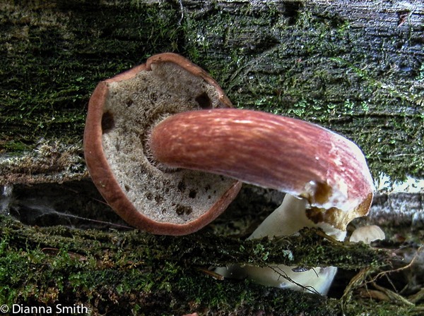 Buchwaldoboletus lignicola (Boletus lignicola)6662