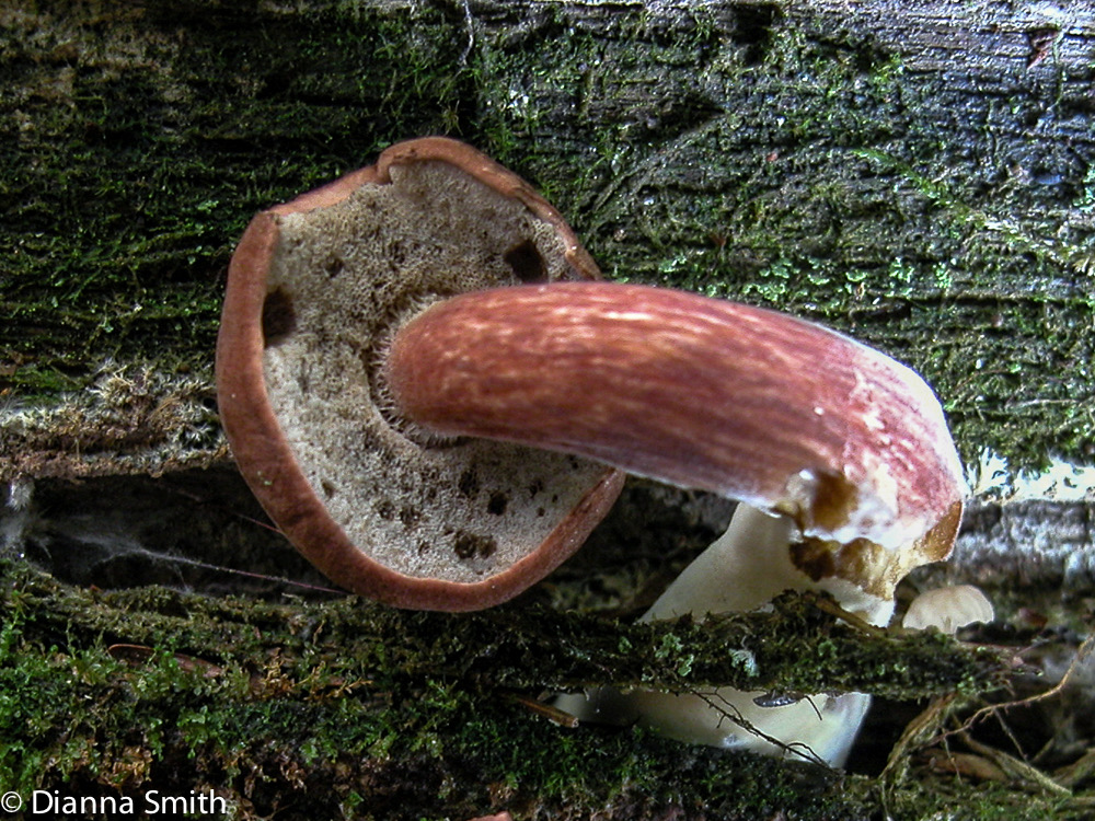 Buchwaldoboletus lignicola (Boletus lignicola)6662