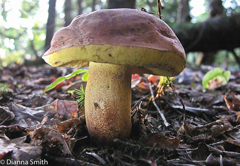 Butriboletus brunneus (Boletus speciosus) 6628
