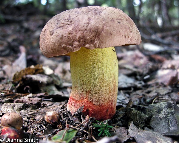 Butyriboletus (Boletus) speciosus var. brunneus6724