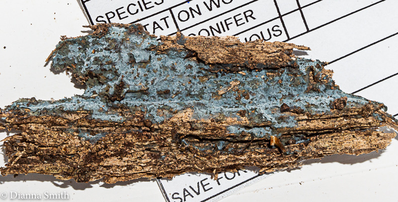Byssocorticium atrovirens 02595