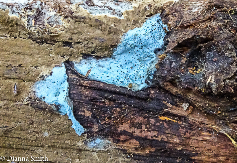 Byssocorticium atrovirens or caeruleum 05000