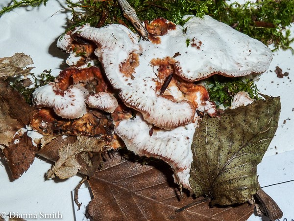 Byssomerulius incarnatus (Phlebia incarnata) 1020825