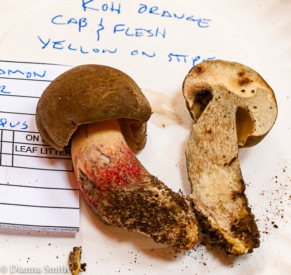 Caloboletus calopus (Boletus calopus) 1030200