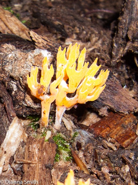 Calocera viscosa 0276