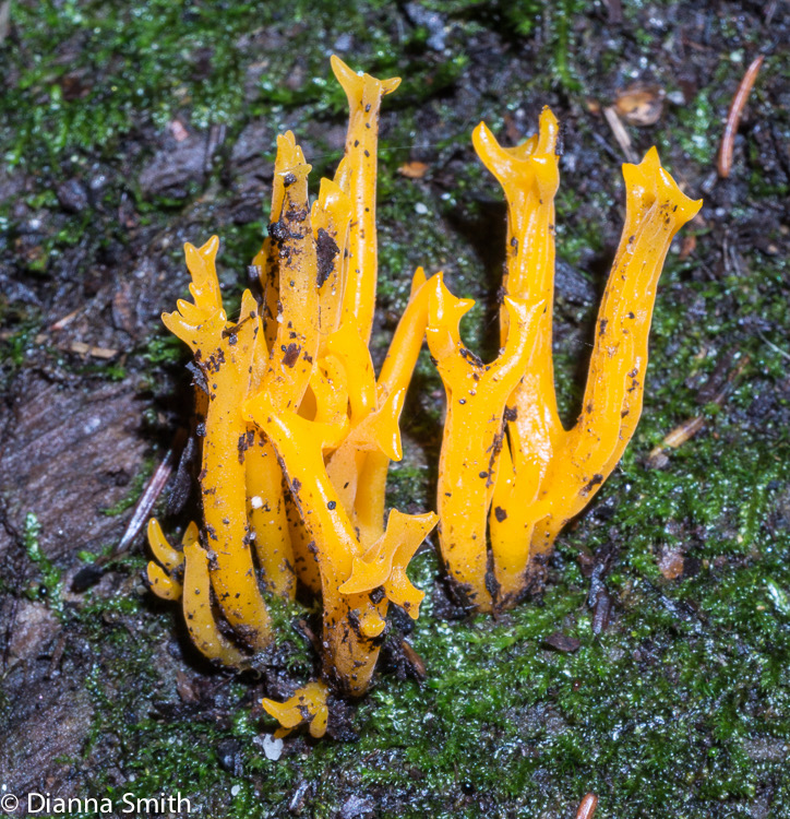 Calocera viscosa01850