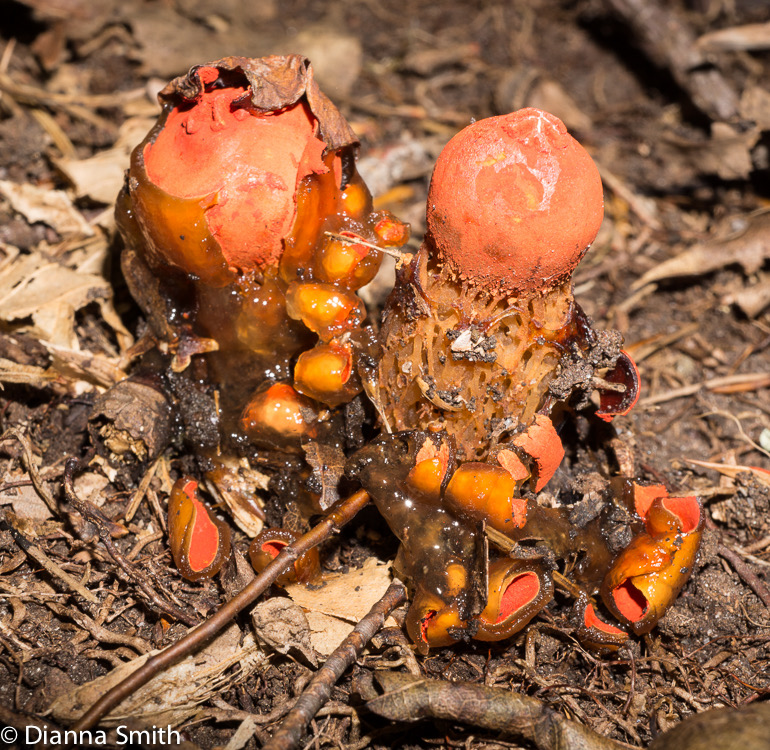 Calostoma cinnabarina found by Carol McLeod02680