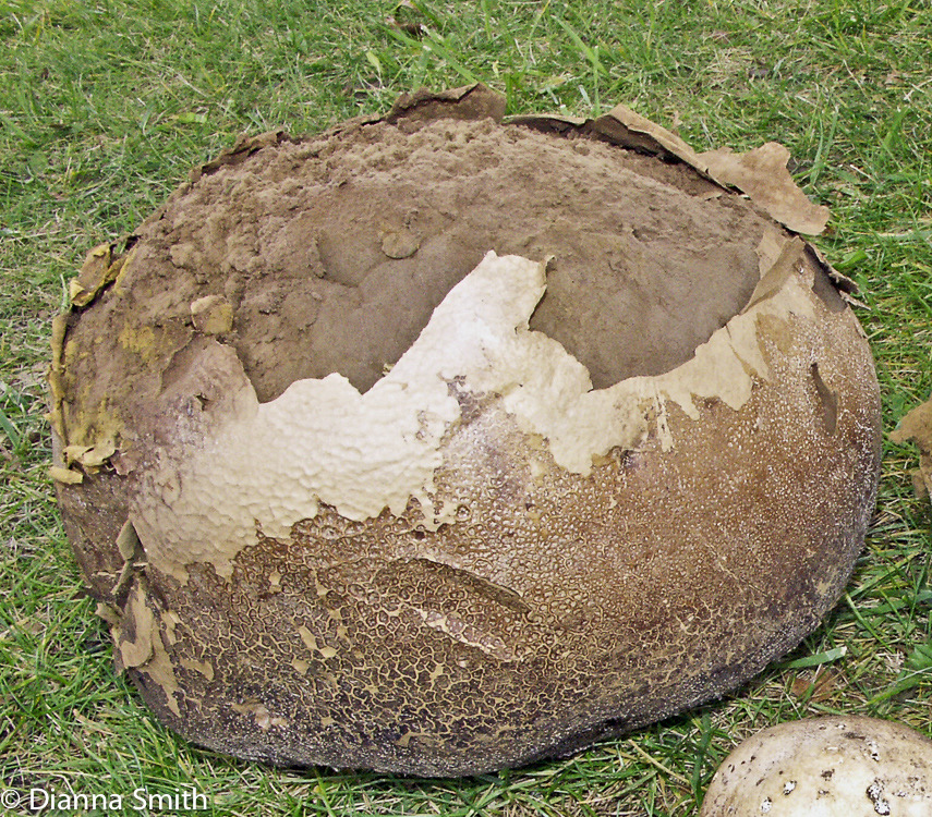 Calvatia gigantea spore mass5011