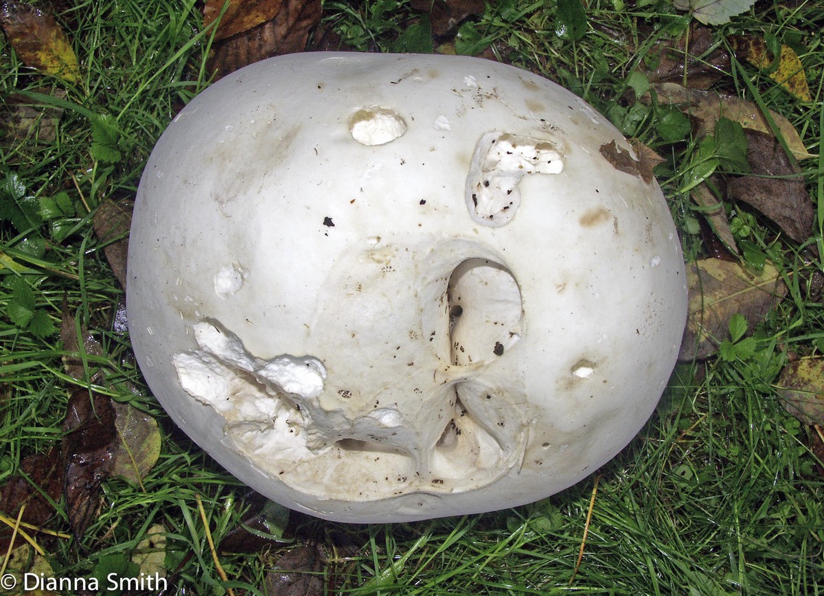 Calvatia gigantea3604