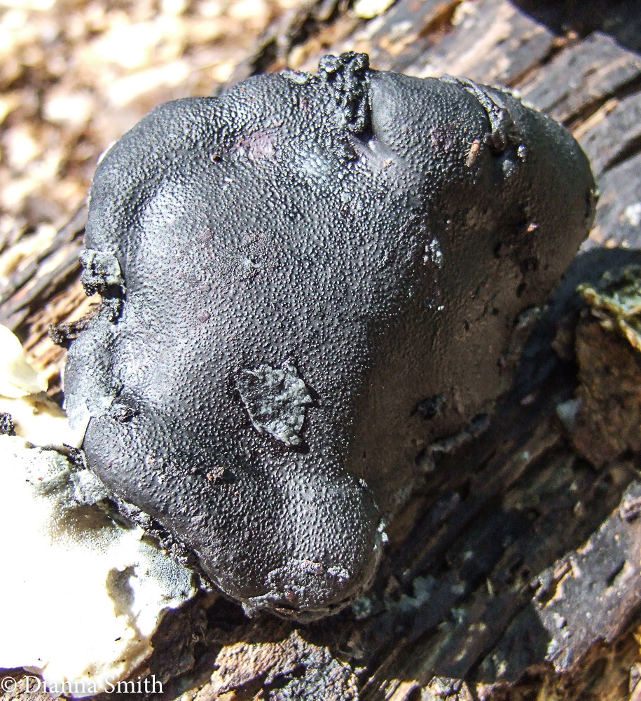 Camarops petersii0961