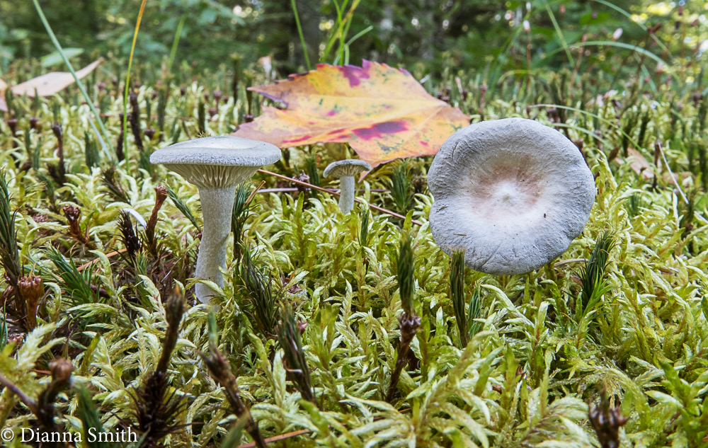 Cantharellula umbonata 1261