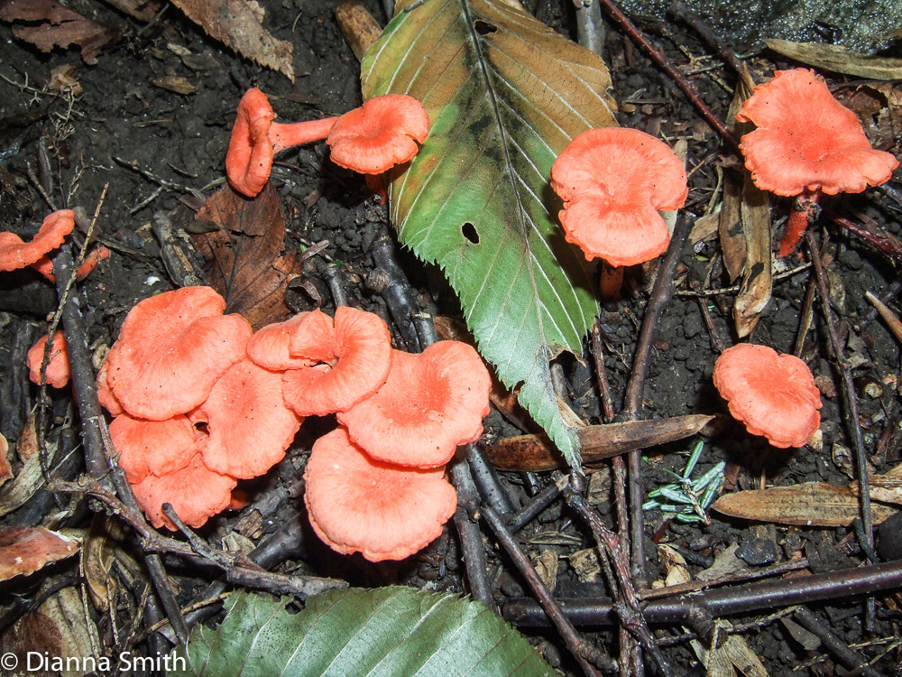 Cantharellus cinnabarinus3900