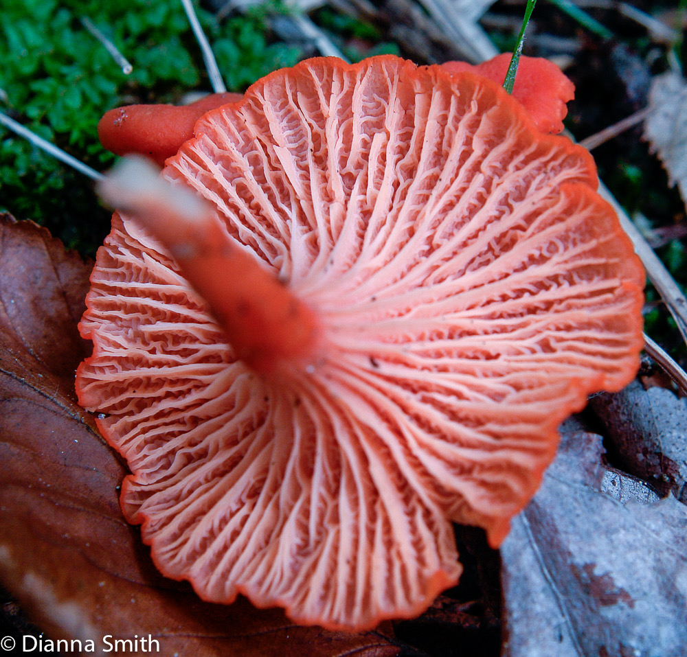 Cantharellus cinnabarinus8209