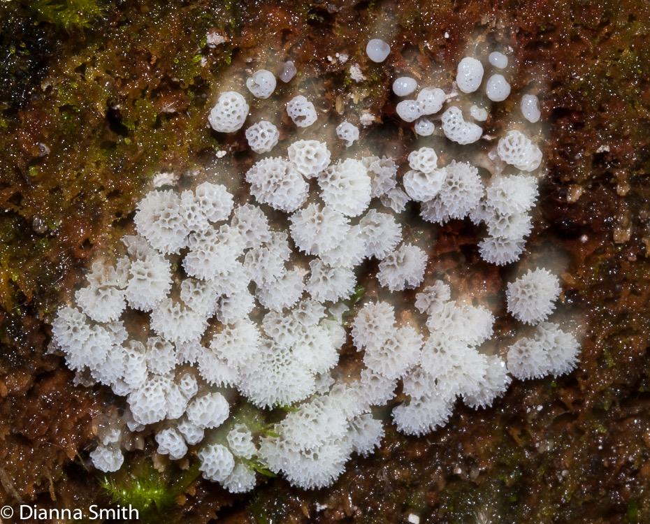 Ceratiomyxa fruticulosa var. poroides_1014