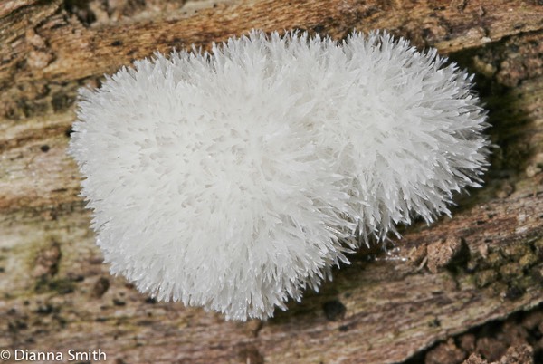 Ceratiomyxa fruticulosa2909