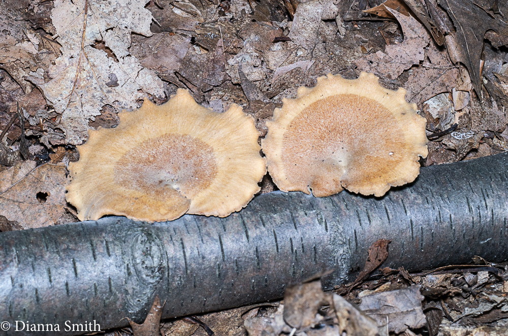 Cerioporus elegans (Polyporus elegans, ) 1000274