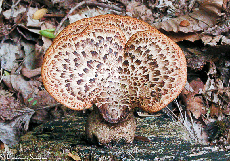 Cerioporus squamosus (Polyporus squamosus9691