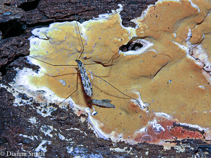 Ceriporia spissa4302