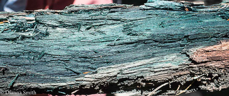 Chlorociboria aeruginascens 04400