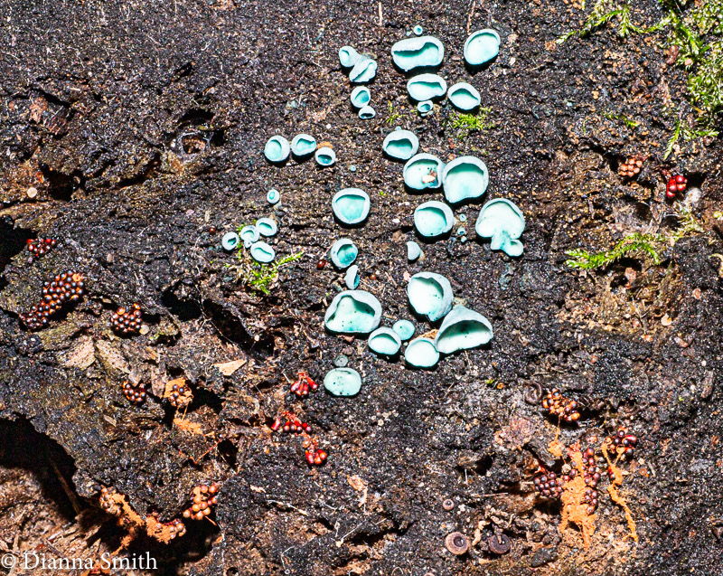 Chlorociboria aeruginascens1010295