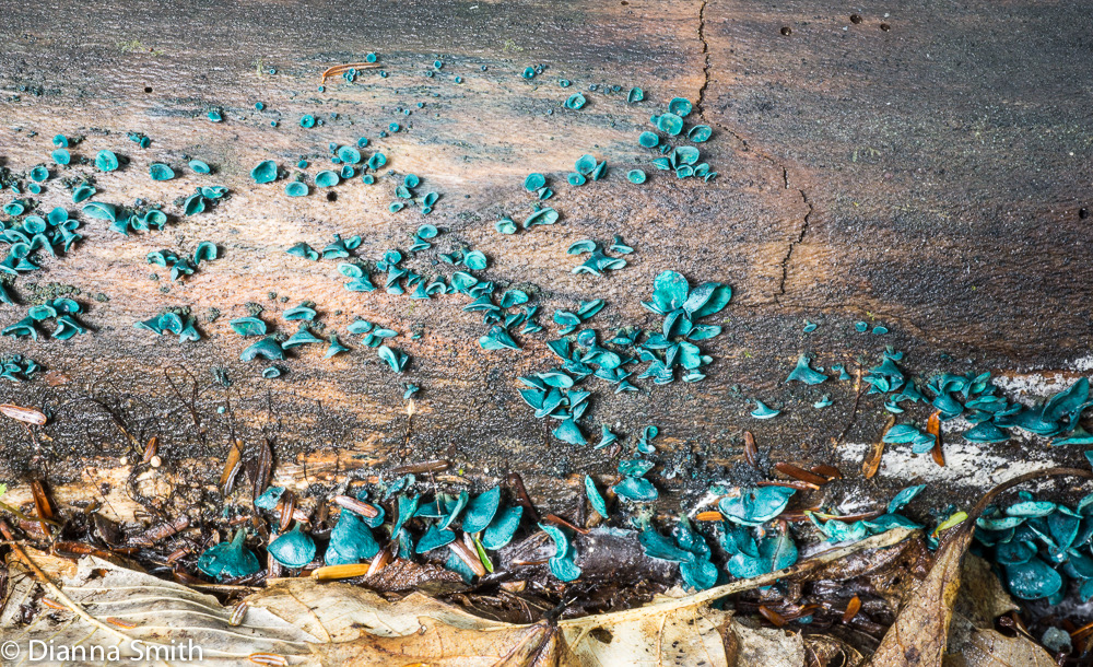 Chlorociboria aeruginascens 05453