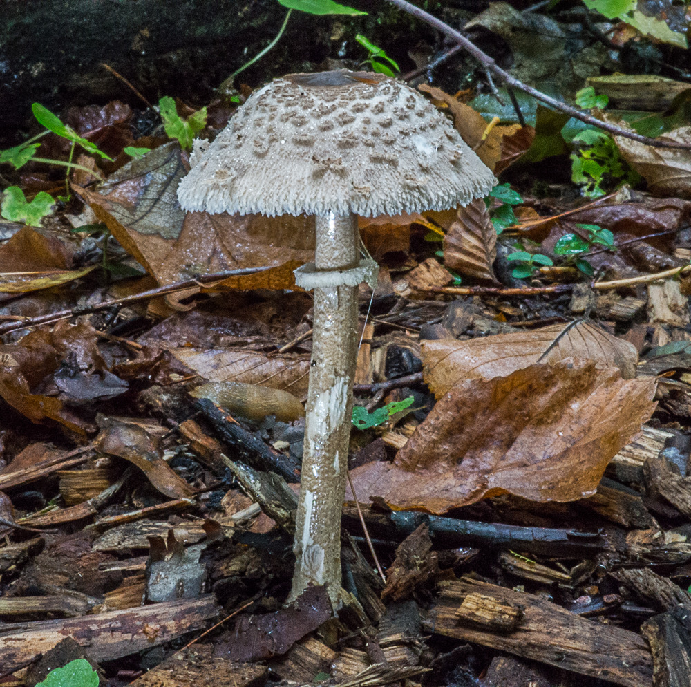 Chlorophyllum rachodes 01707