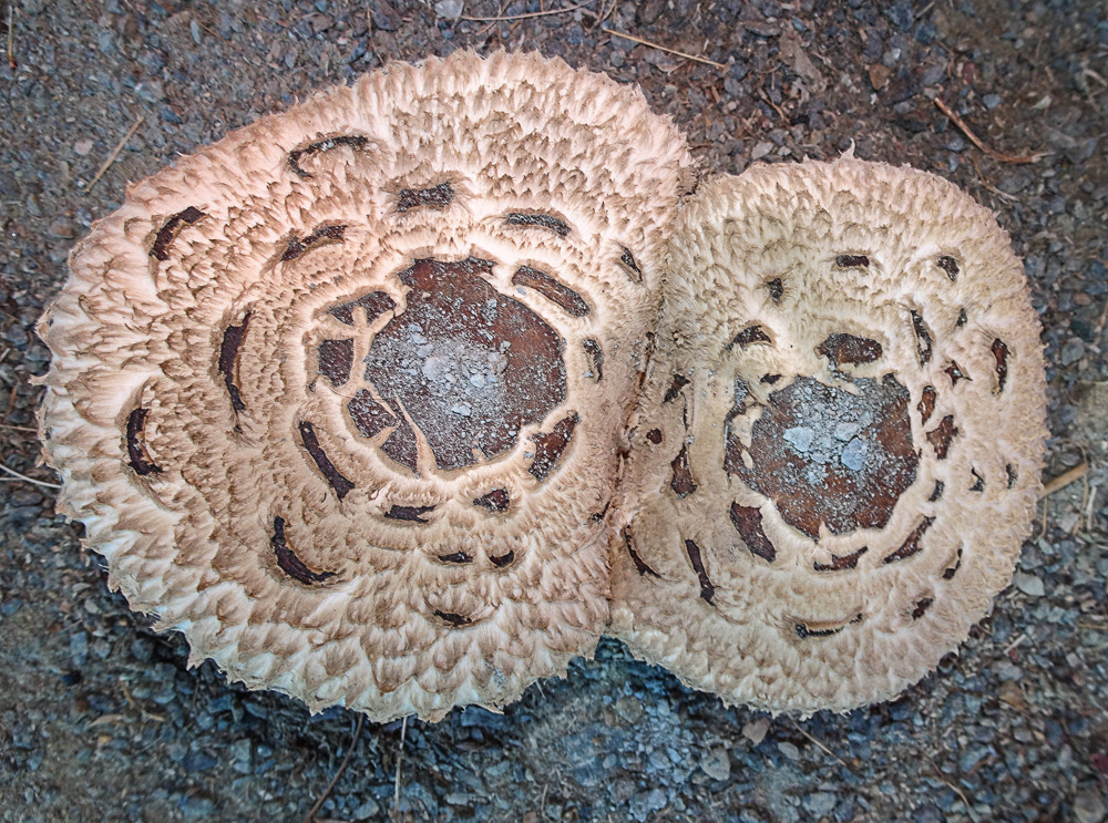 Chlorophyllum rachodes 04712