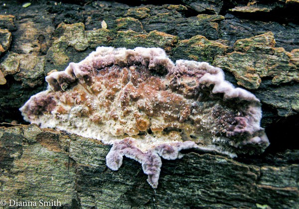 Chondostereum purpureum 9431