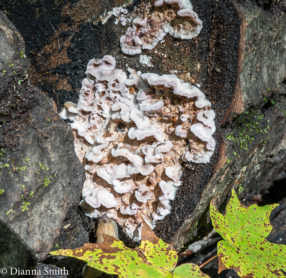 Chrondostereum purpureum 03035