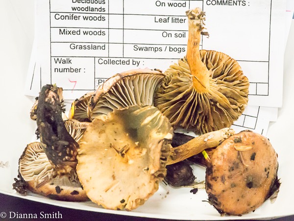 Chroogomphus rutilans 01636