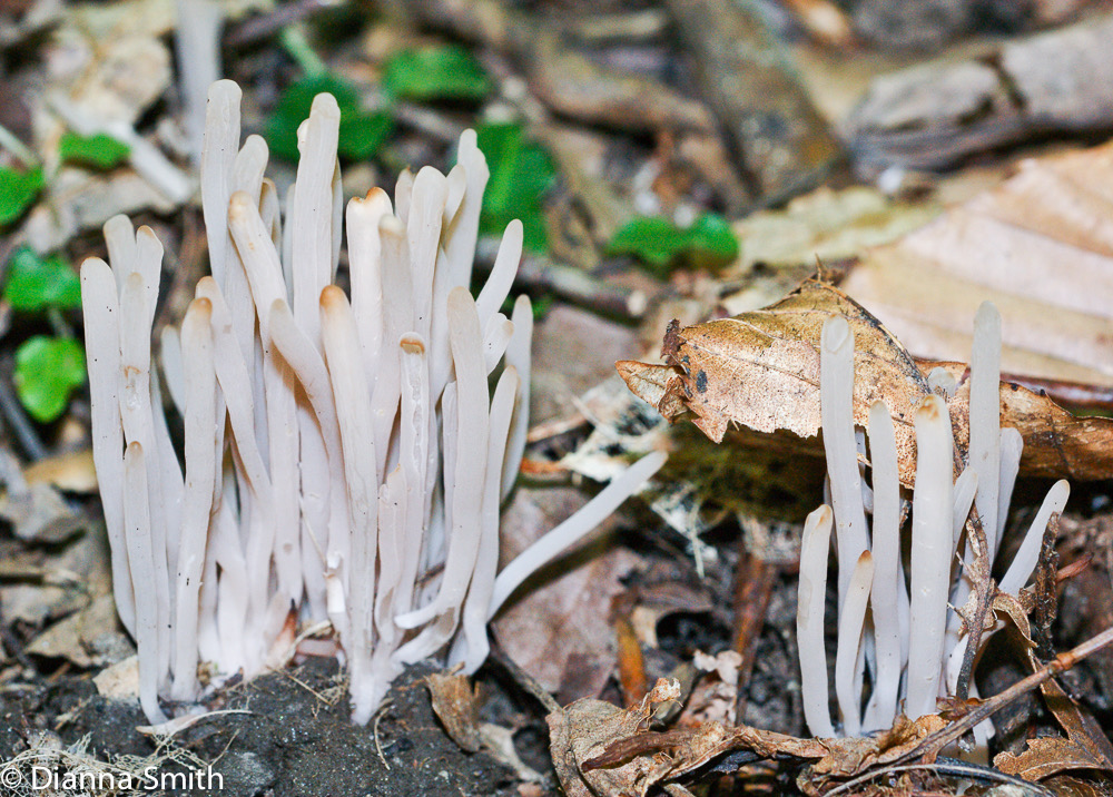 Clavaria fumosa00349