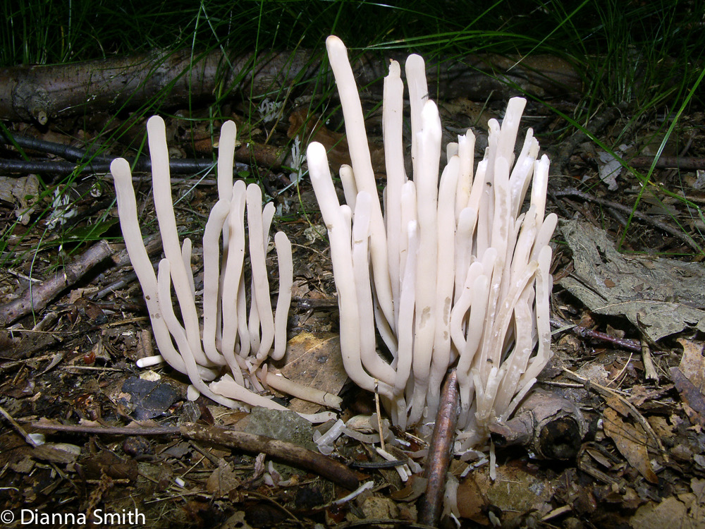 Clavaria fumosa2229