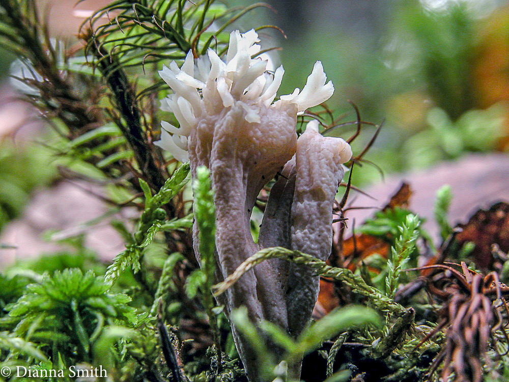 Clavaria ornatipes 1510