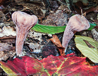 Clavariadelphus truncatus10050068
