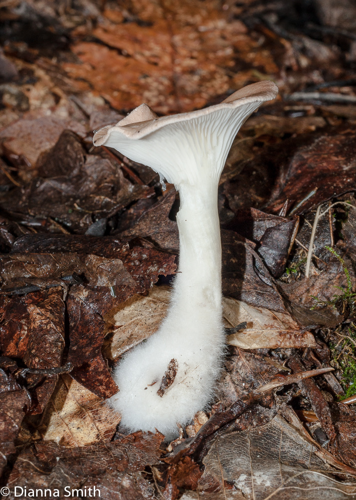 Clitocybe gibba 02371
