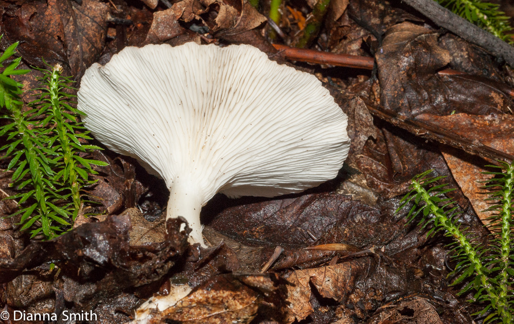 Clitocybe gibba01902