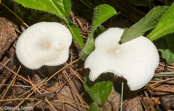 Clitocybe odora 07245